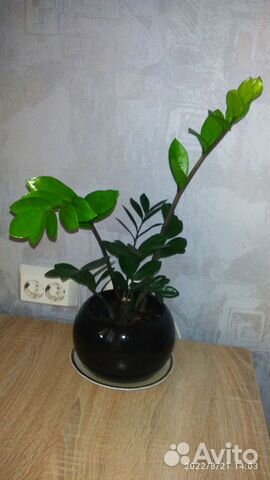 Замиакулькас зелёный