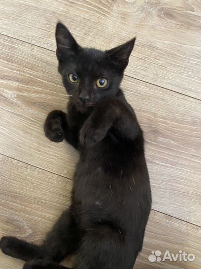 Котята в добрые руки бесплатно коты