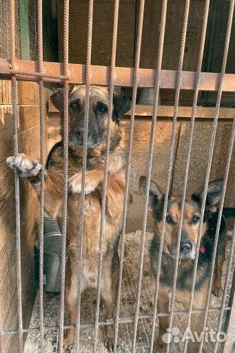 Собака ждет хозяина