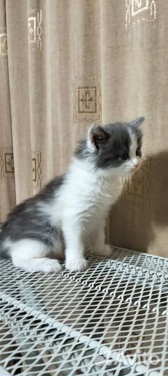 Котенок