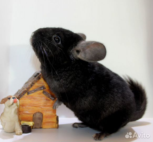 Шиншилла мальчик тёмный