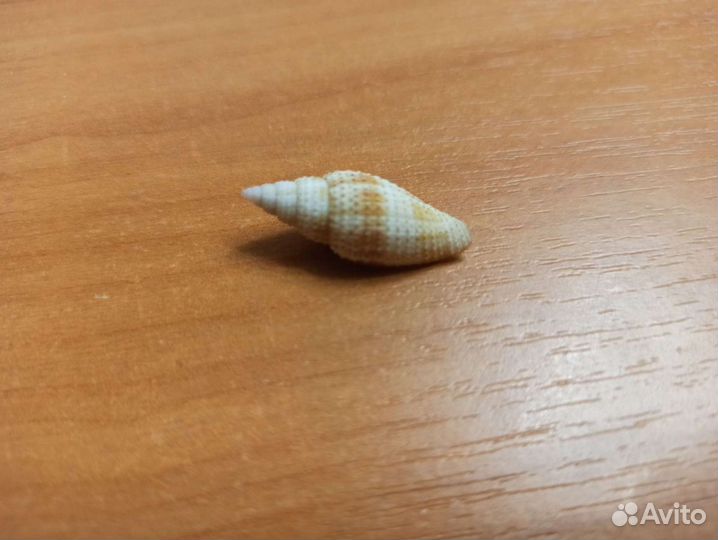 Морская раковина