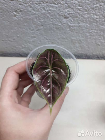 Детки алоказий