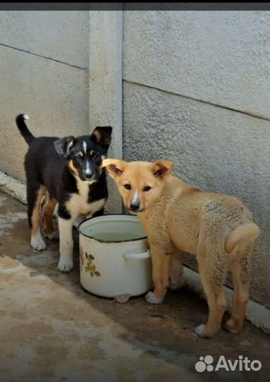 Щенки бесплатно