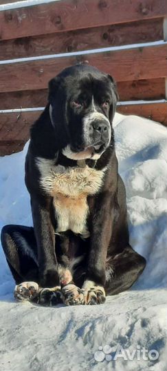 Щенки алабая