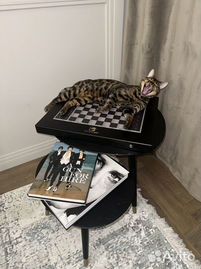 Вязка с бенгальским котом