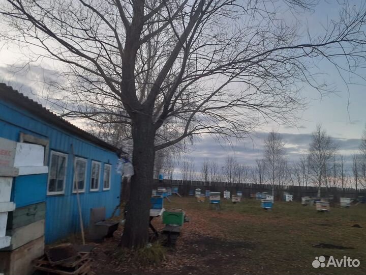 Пчелы среднерусские. Пасека.Мед