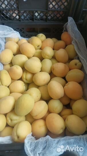 Абрикос оптом