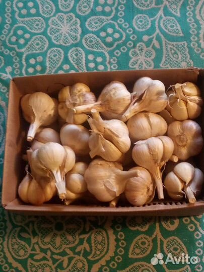 Озимый чеснок