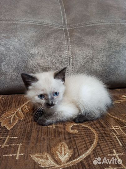 Отдам котят в добрые руки