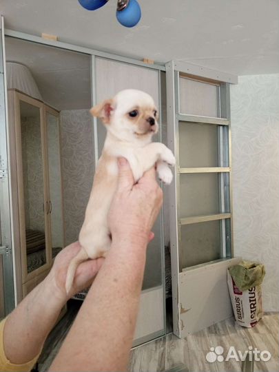 Щенки чихуахуа