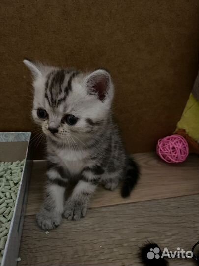 Британские котята