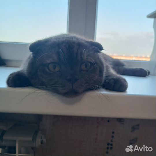 Шотландская вислоухая