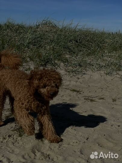 Вязка пудель