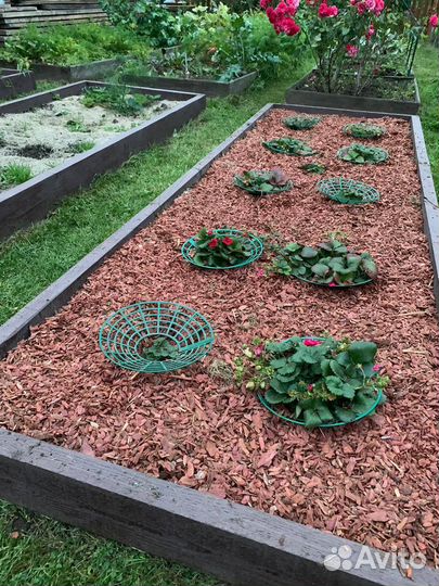 Кора лиственницы