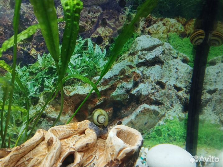 Улитки маризы