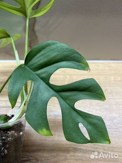 Рафидофора тетрасперма