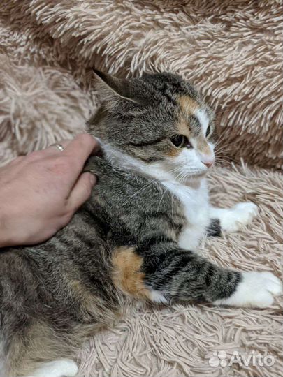 Кошка которую не замечают