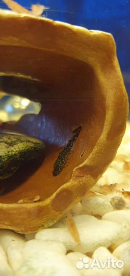 Креветки, сомики