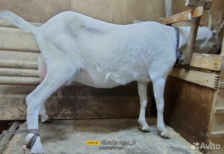 Козочка Ламанча