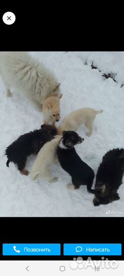 Самоедская лайка в добрые руки