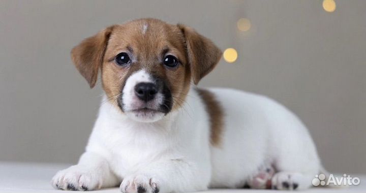 Джек рассел терьер