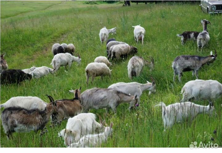 Молочные козы