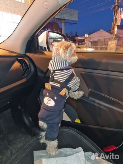 Йоркширский терьер вязка