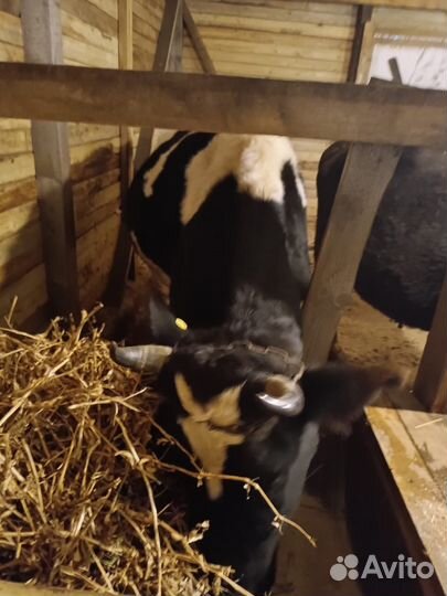 Коровы и быки