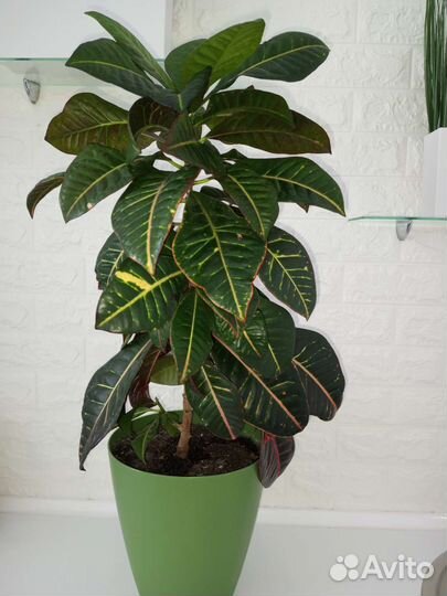 Кодиеум кротон