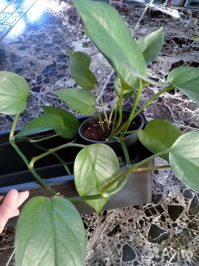 Комнатные цветы