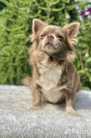 Девочки мальчики щенки чихуахуа