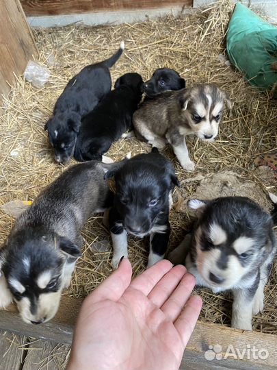 Собака дворовая