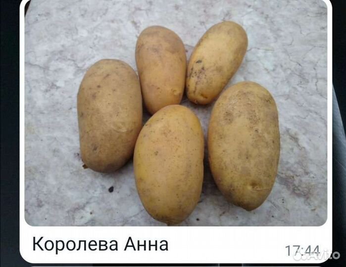 Картошка продажа