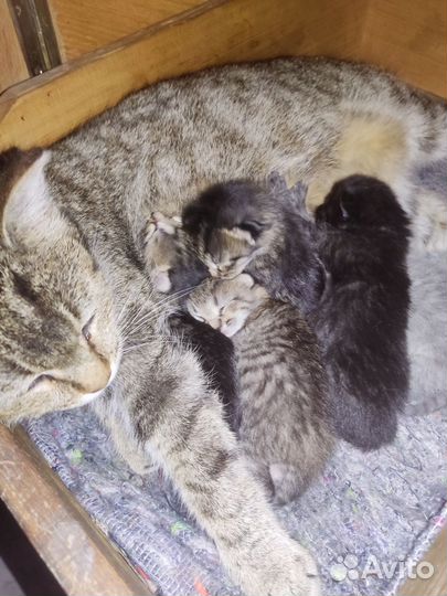 Котята в добрые руки