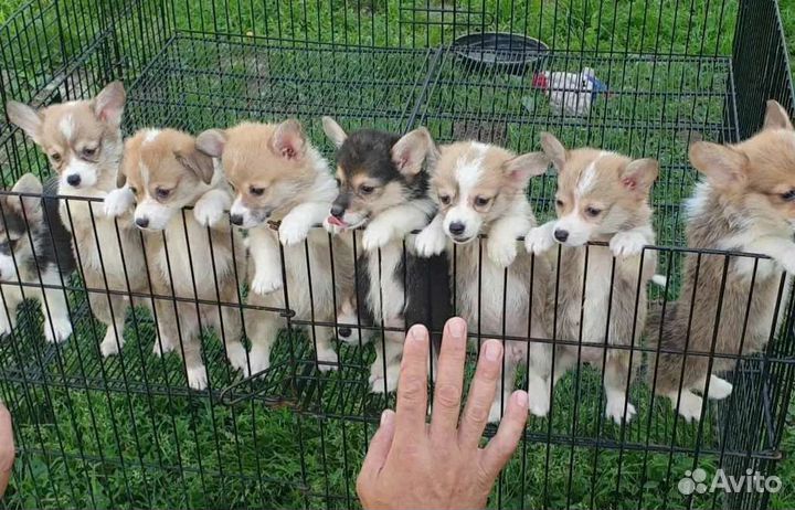 Щенки вельш-корги пемброк