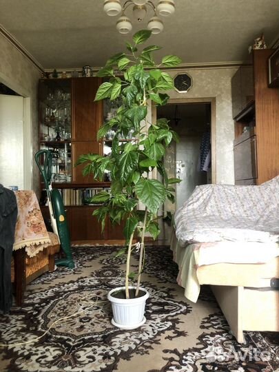 Гибискус махровый (китайская роза)