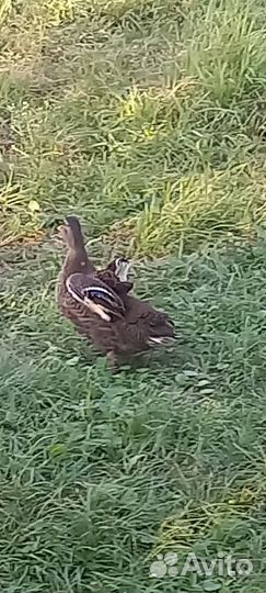 Дикие утки кряква