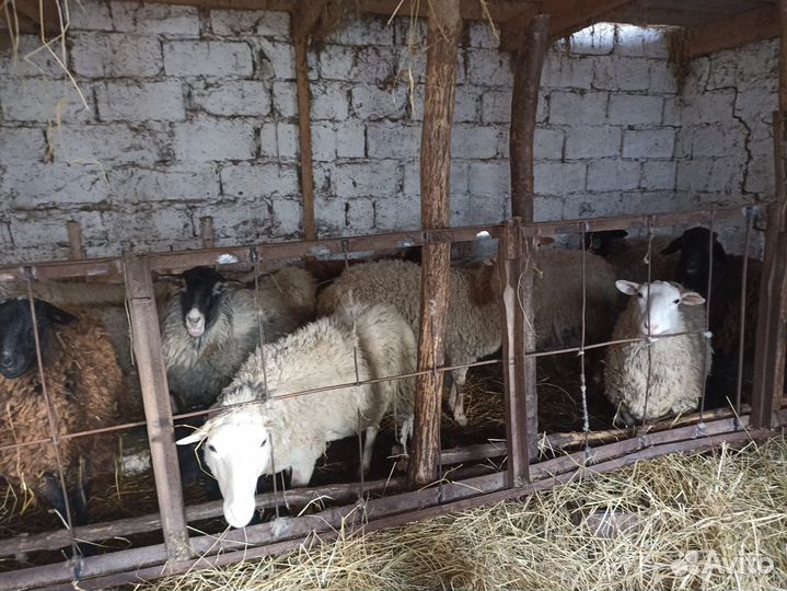 Баран, овцы и ягнята