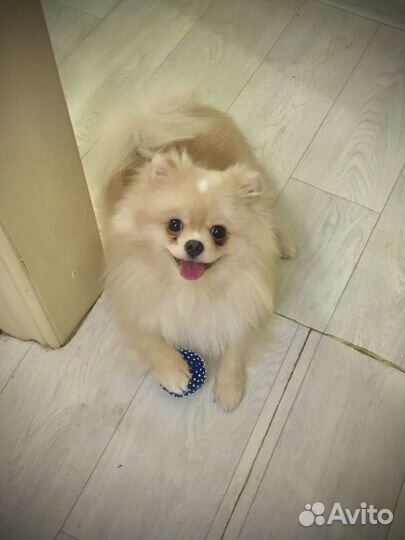 Шпиц вязка мальчик