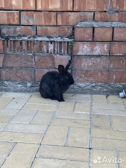 Декоративные кролики