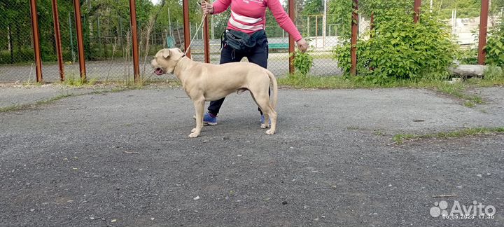 Питбуль вязка