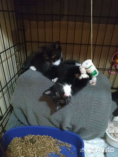 Котята в добрые руки