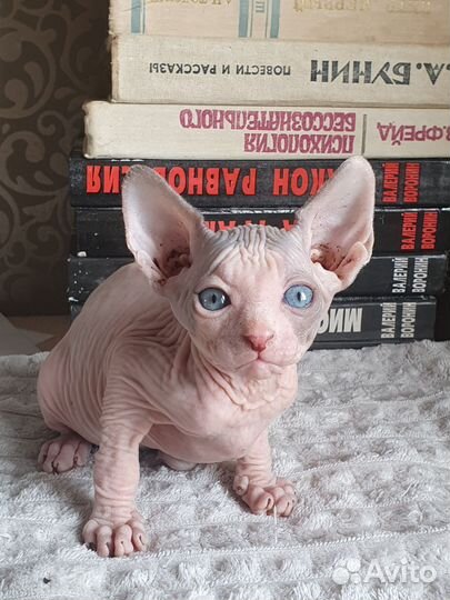 Канадский сфинкс котенок мальчик