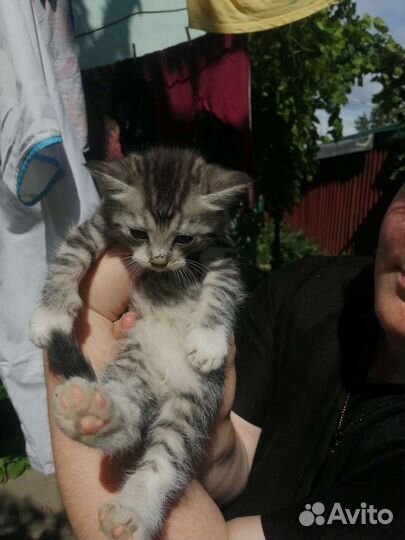 Котята крысоловки бесплатно