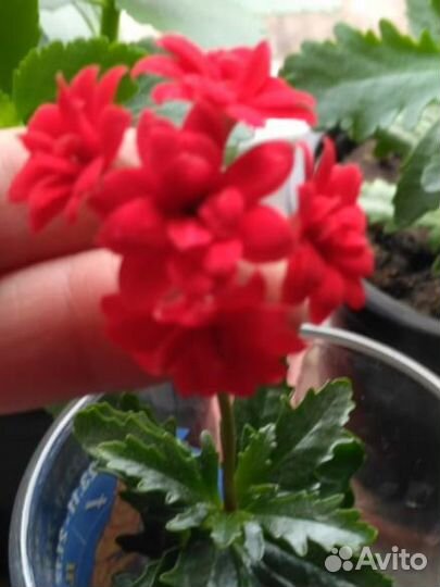 Каланхое цветущее