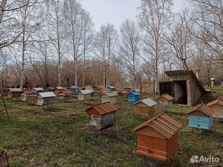 Продается пасека