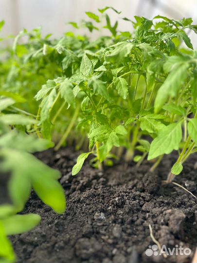 Рассада помидор