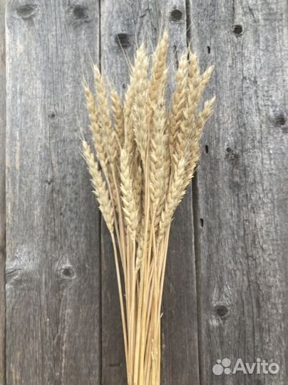 Пшеница сухоцвет