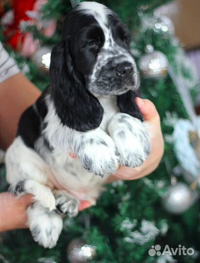 Щенок английского кокер спаниеля